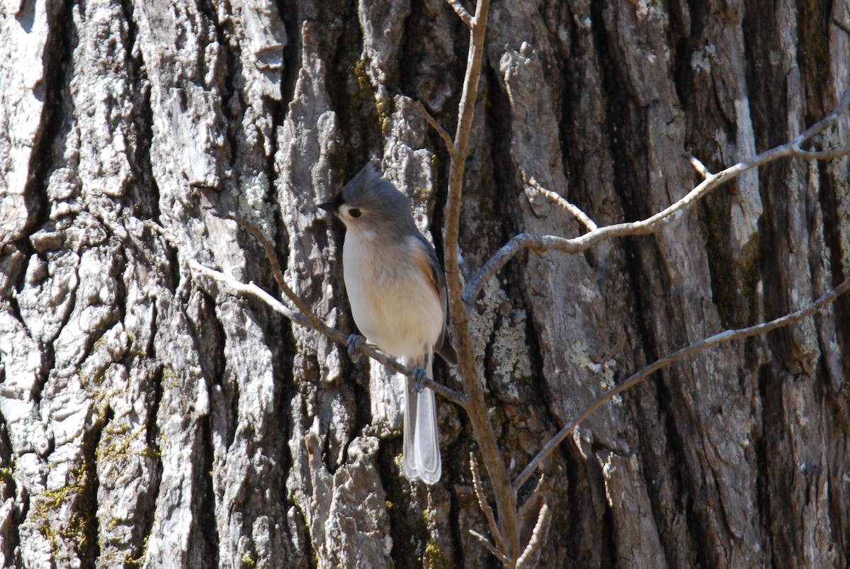 Tufted Titmouse - ML547716191