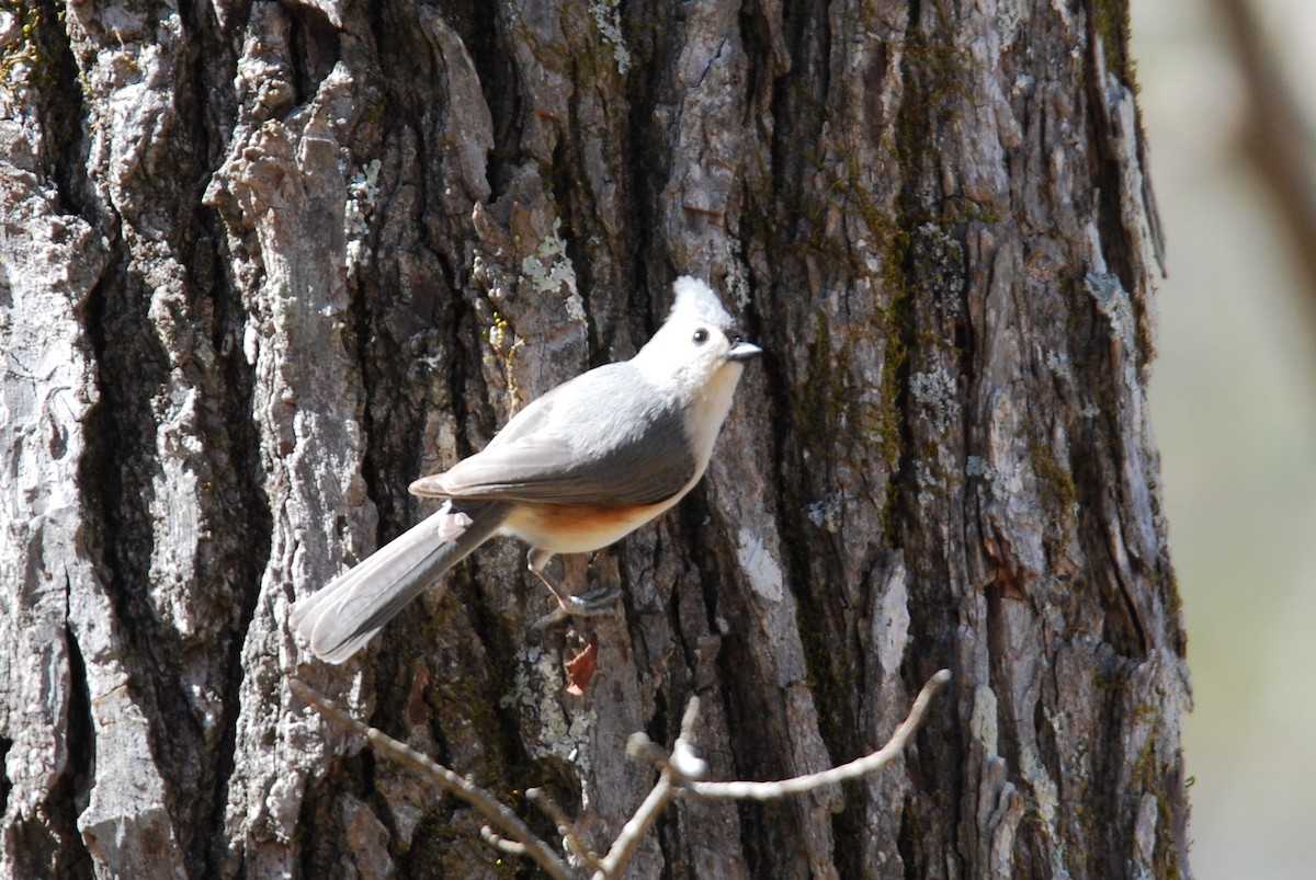 Tufted Titmouse - ML547716261