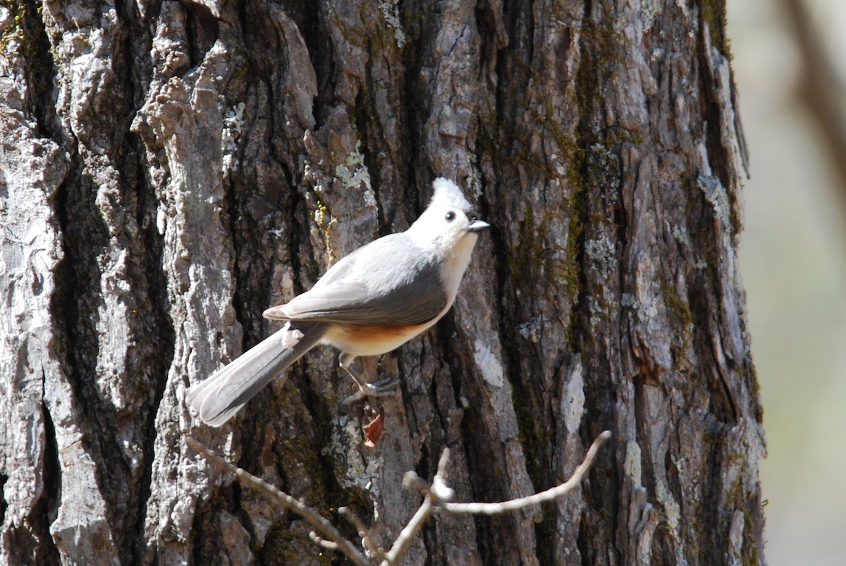 Tufted Titmouse - ML547716261