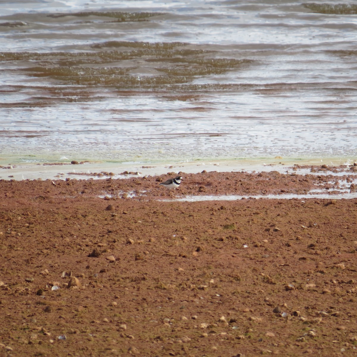 Semipalmated Plover - ML547716461