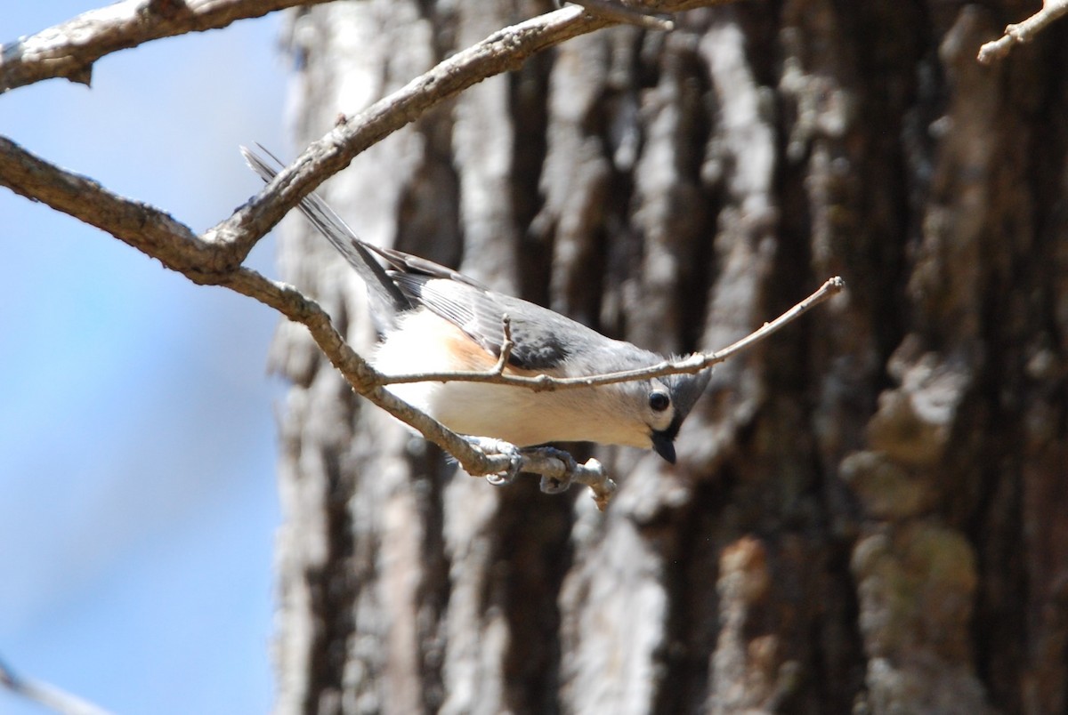 Tufted Titmouse - ML547716481