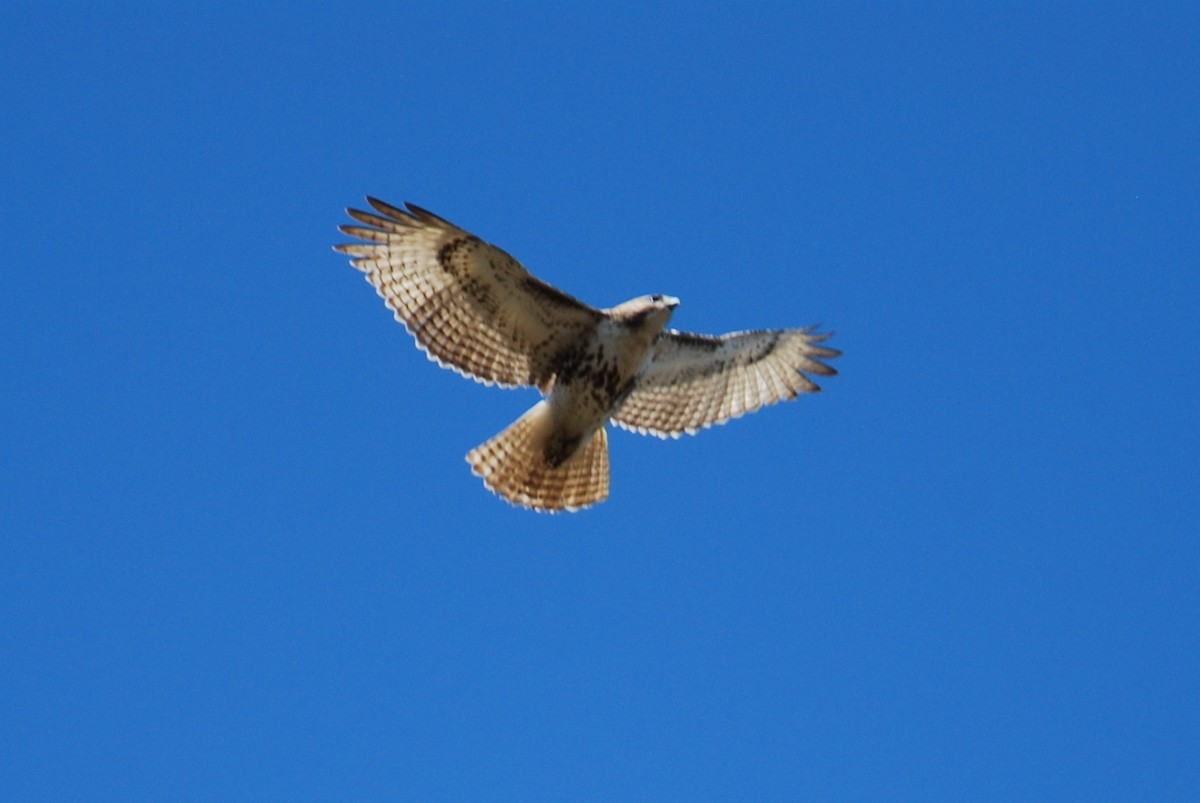 Red-tailed Hawk - ML547716611