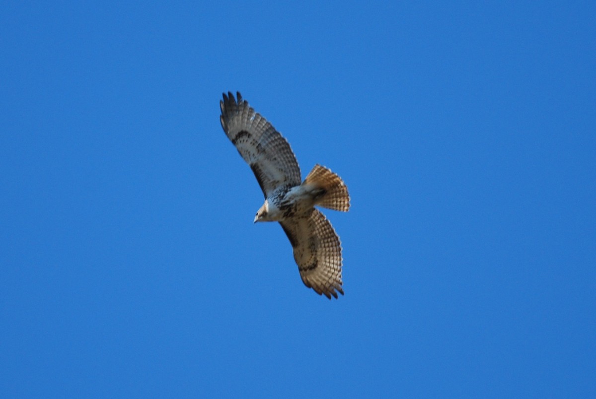 Red-tailed Hawk - ML547716681