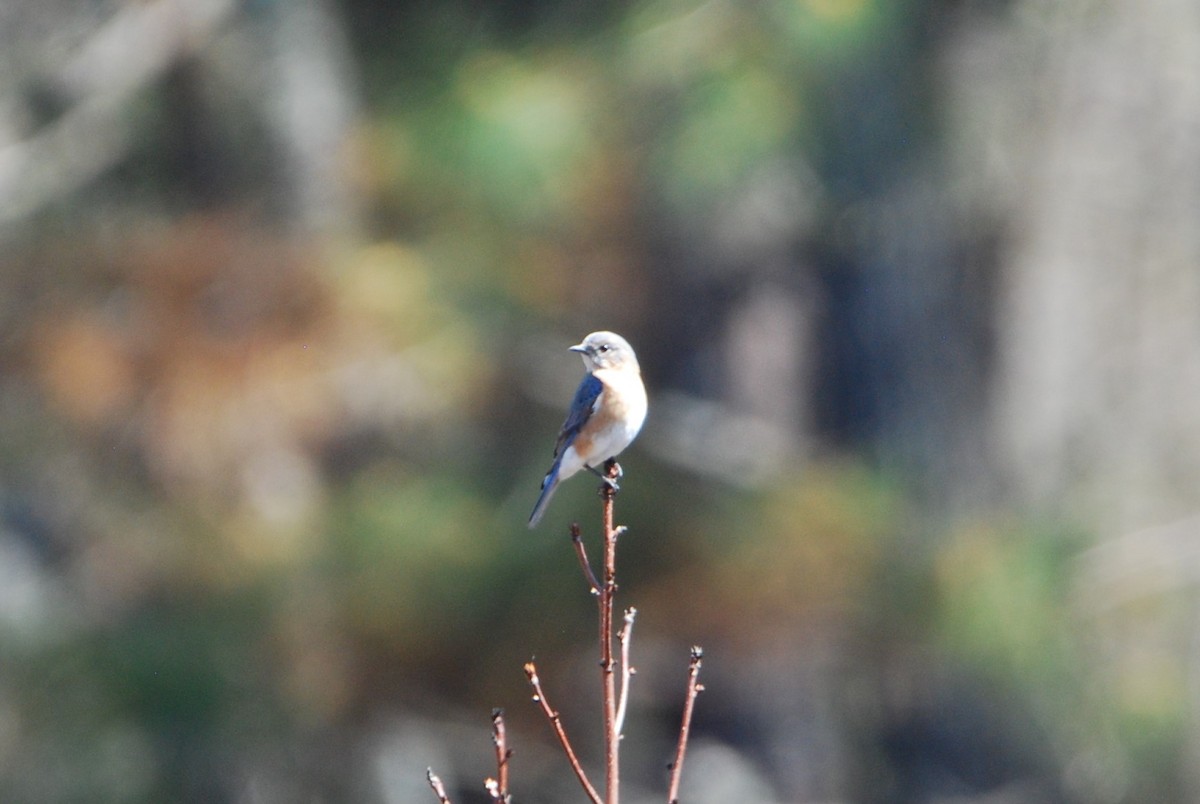 Eastern Bluebird - ML547716811