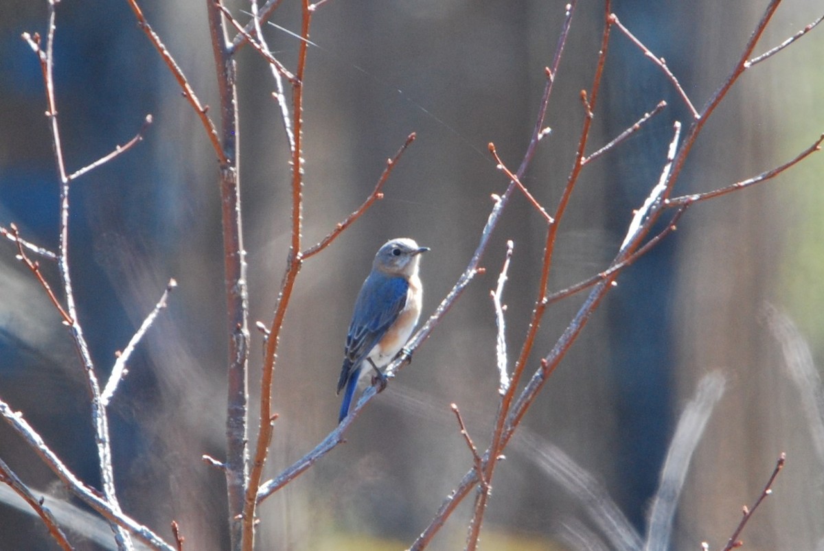 Eastern Bluebird - ML547716921