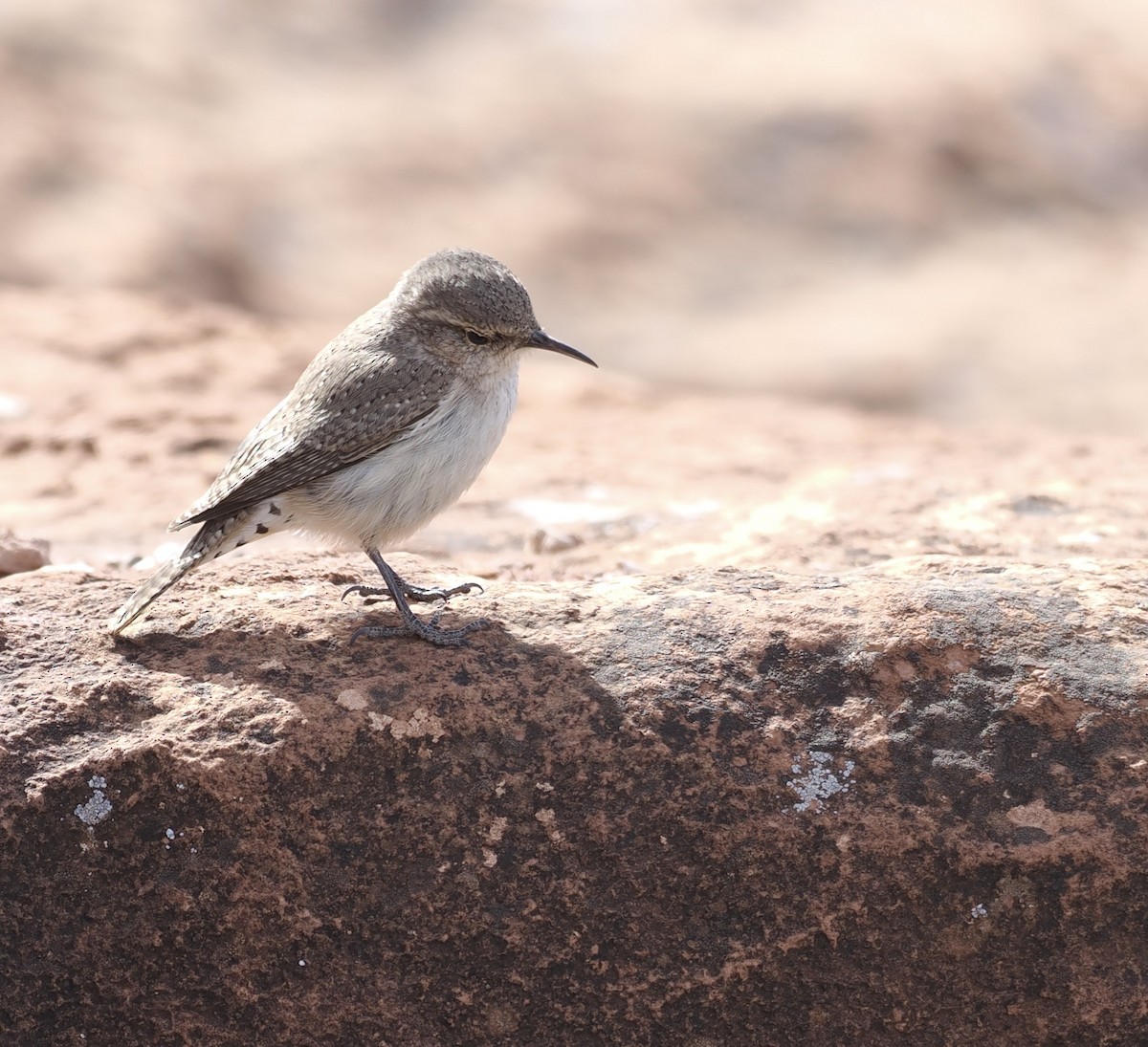 Rock Wren - Bob Foehring