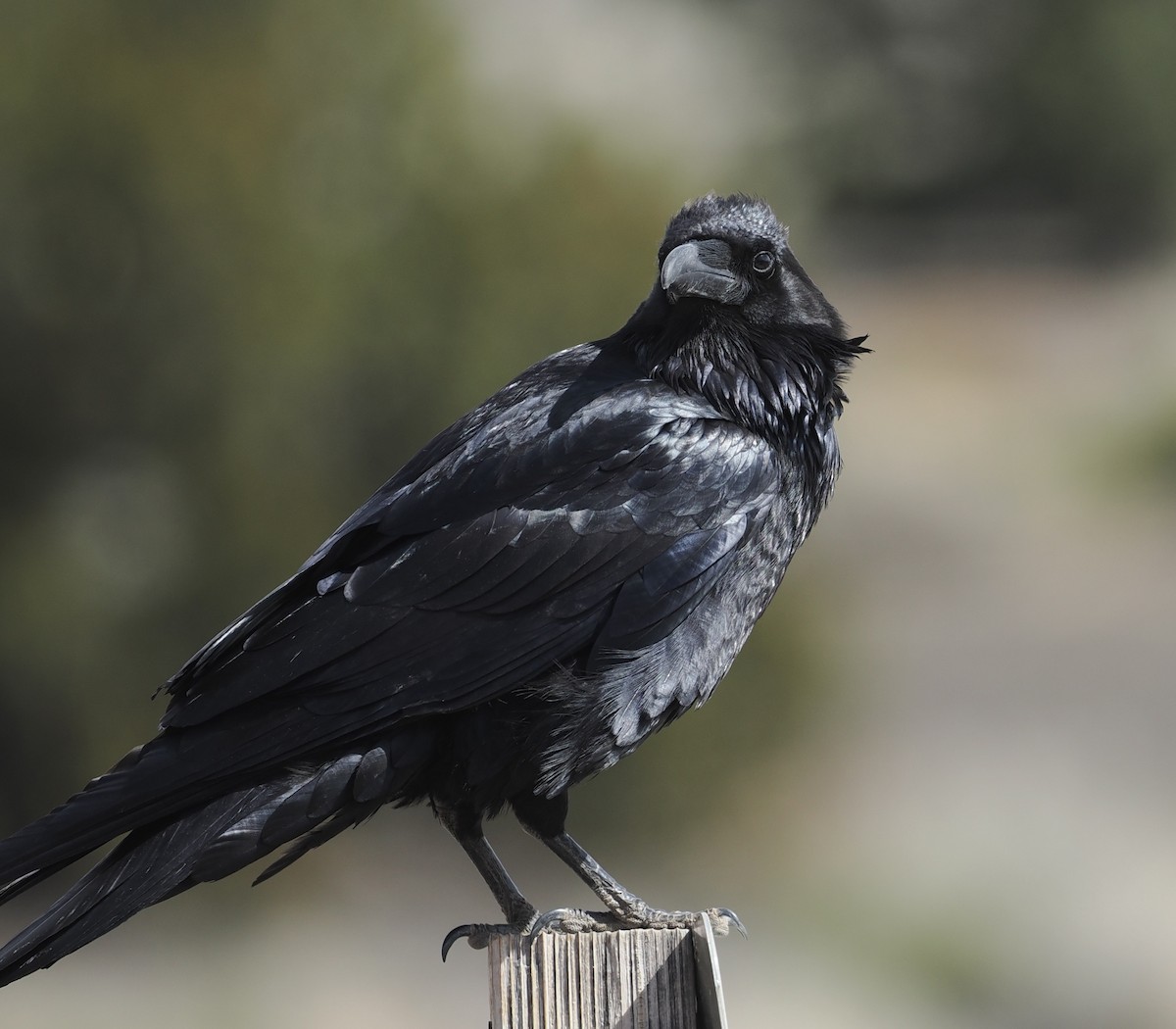 Common Raven - ML547717281