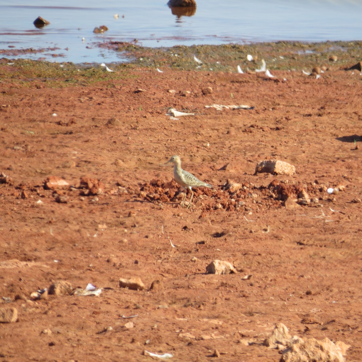 Buff-breasted Sandpiper - ML547717441