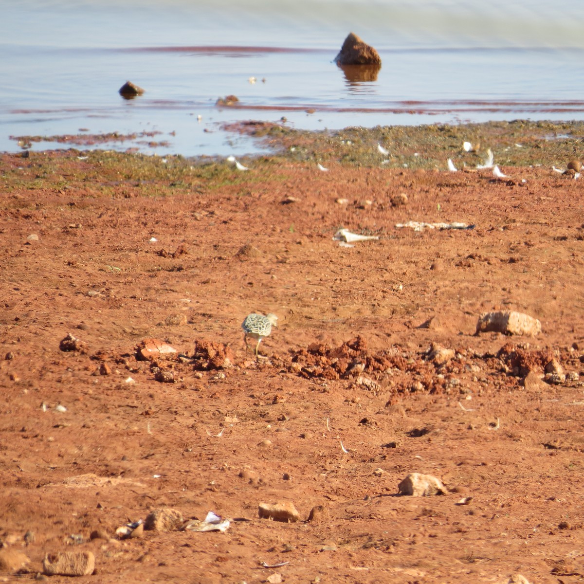 Buff-breasted Sandpiper - ML547717451