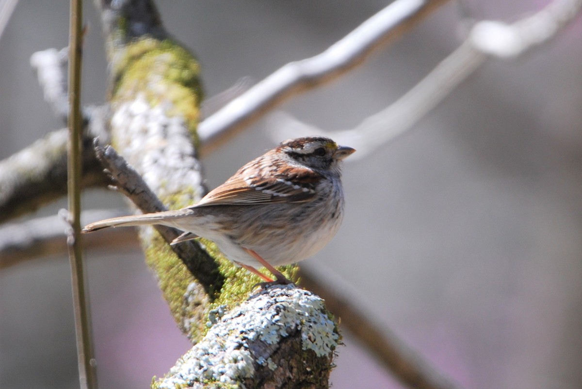 White-throated Sparrow - ML547717481