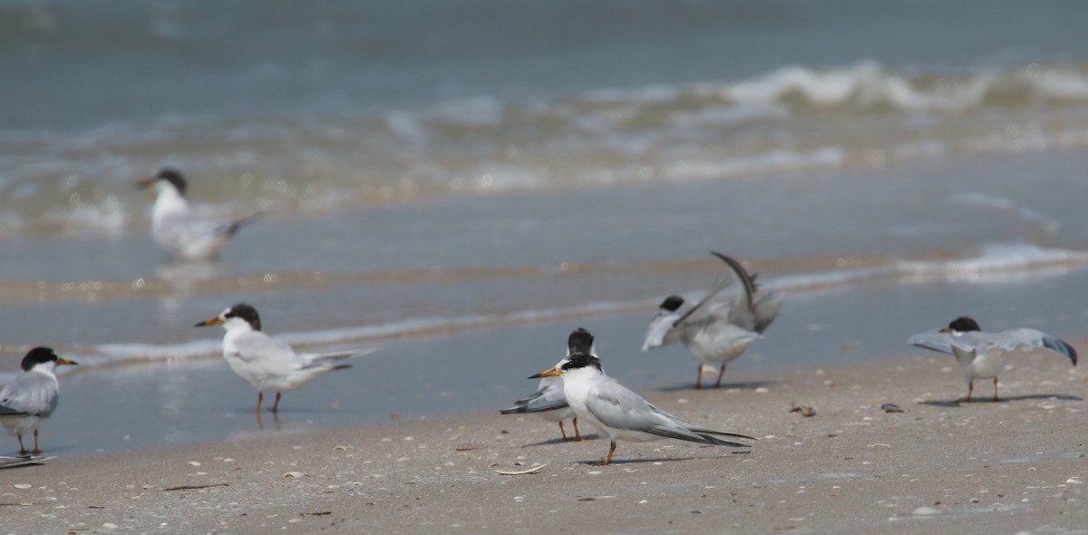 Little Tern - ML547717691