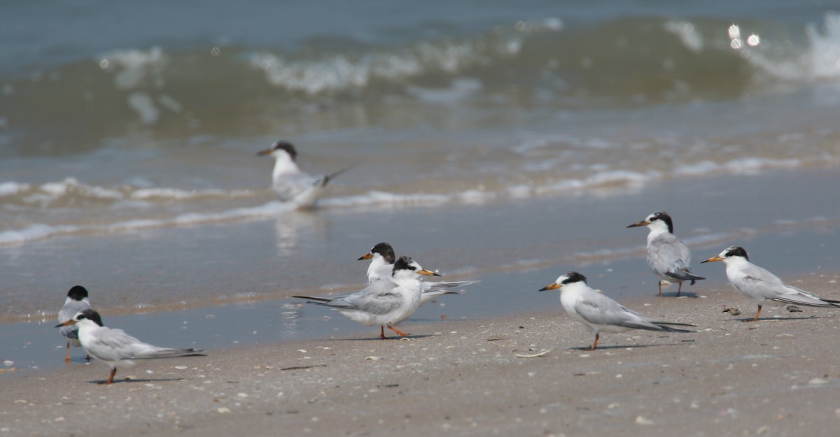 Little Tern - simon walkley