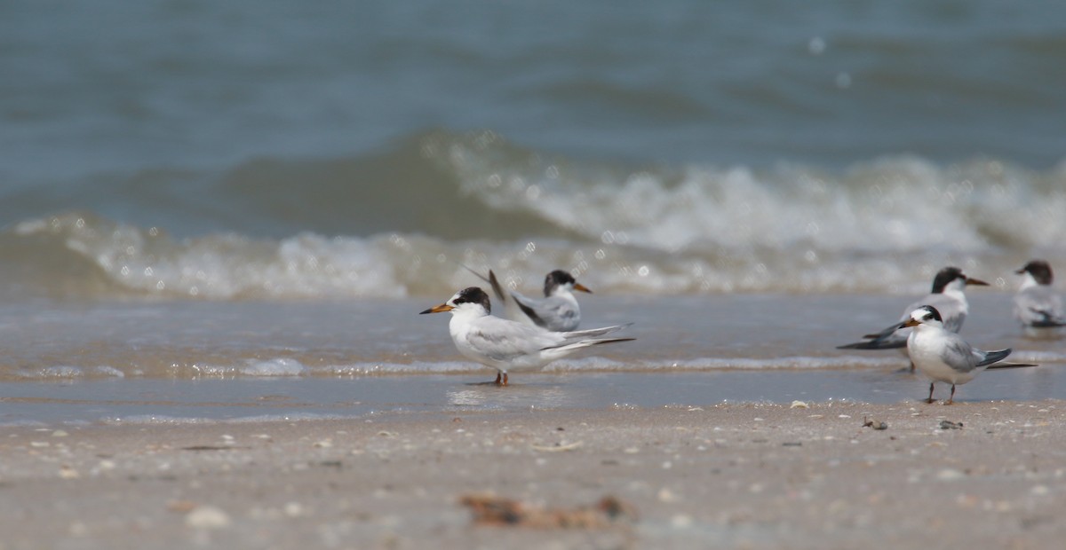 Little Tern - ML547717711