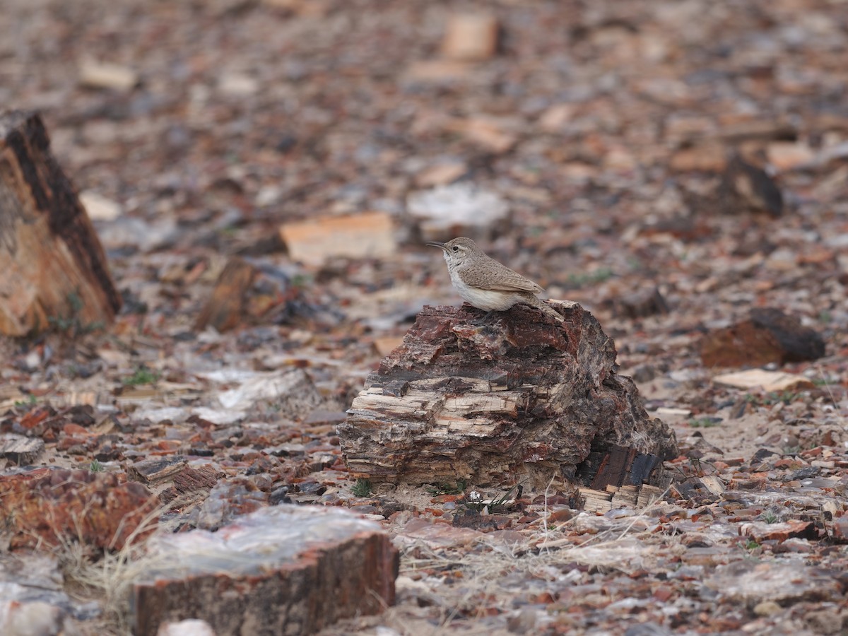 Rock Wren - ML547718201