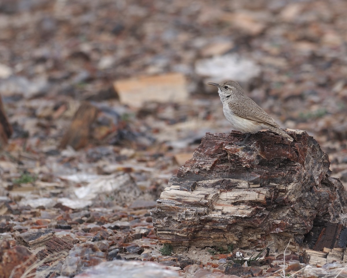 Rock Wren - ML547718241