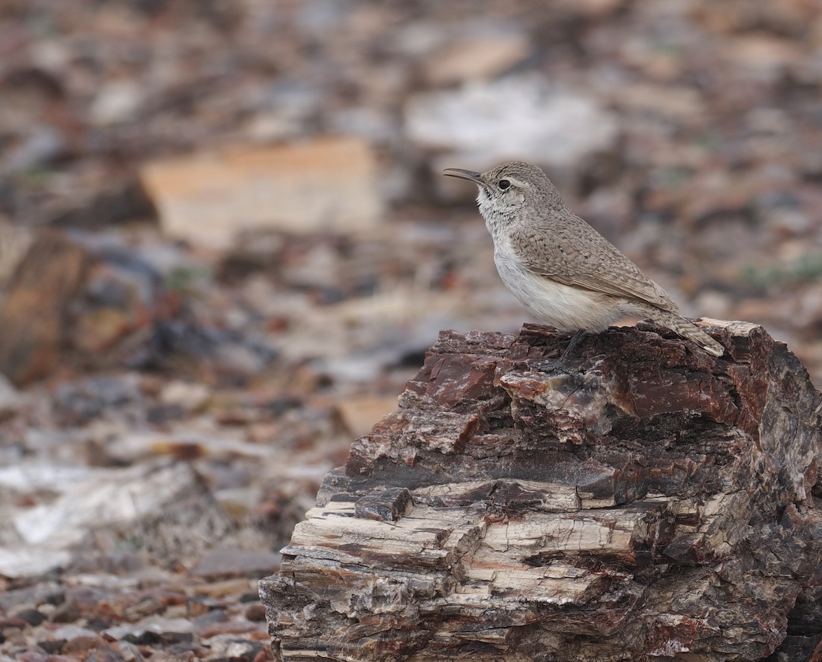 Rock Wren - ML547718271