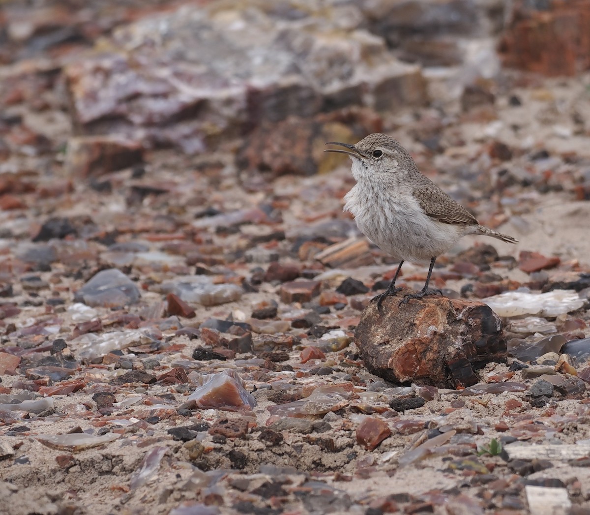 Rock Wren - ML547718421