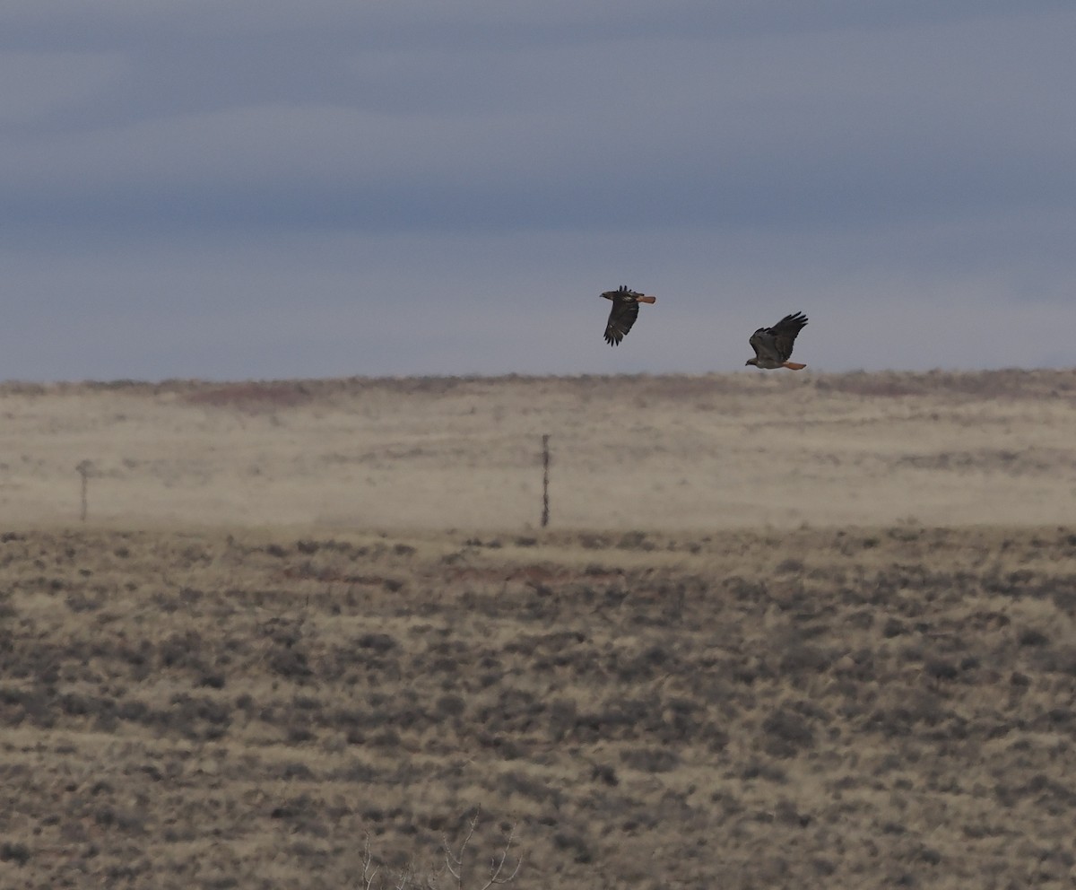 Red-tailed Hawk - ML547718751