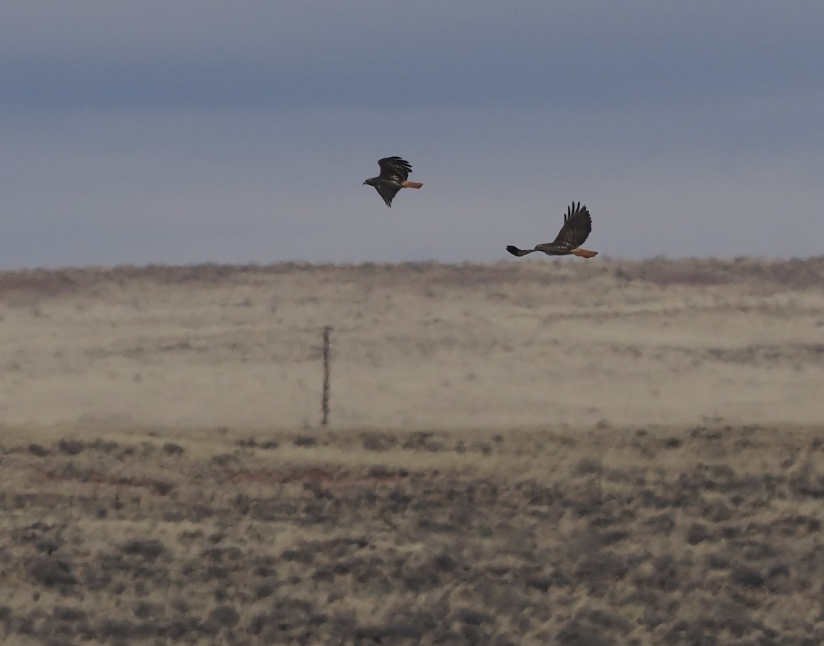 Red-tailed Hawk - ML547718761