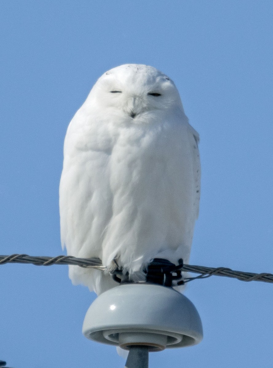 Snowy Owl - ML547718771