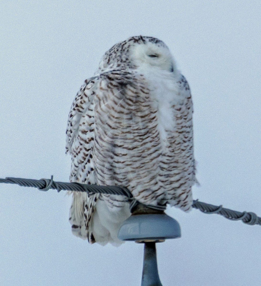 Snowy Owl - ML547718781