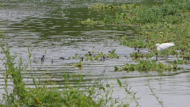 White-tufted Grebe - ML547718911