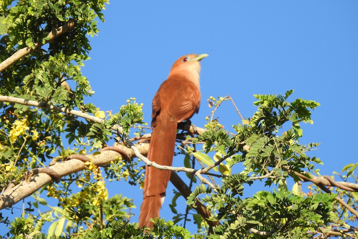 Squirrel Cuckoo - ML547719451