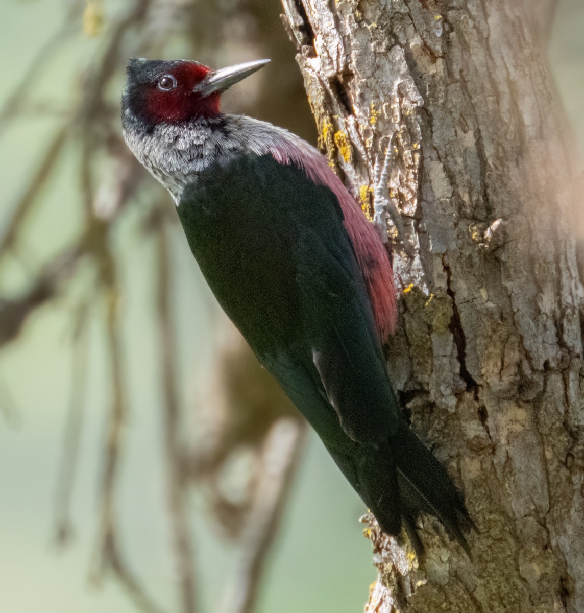 Lewis's Woodpecker - Karen Kreiger