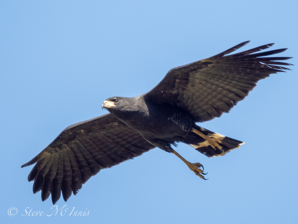 Great Black Hawk - ML547719521