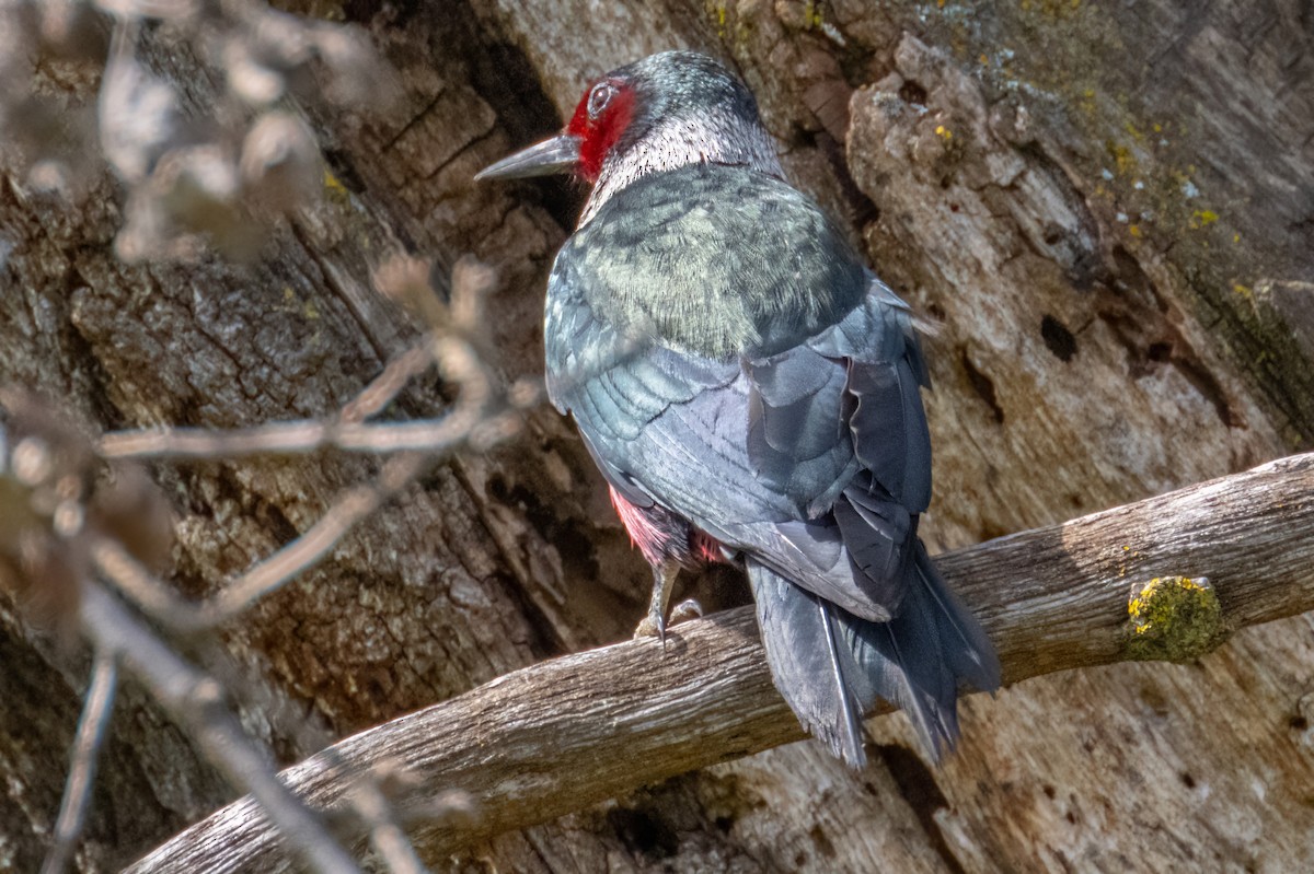 Lewis's Woodpecker - ML547719681