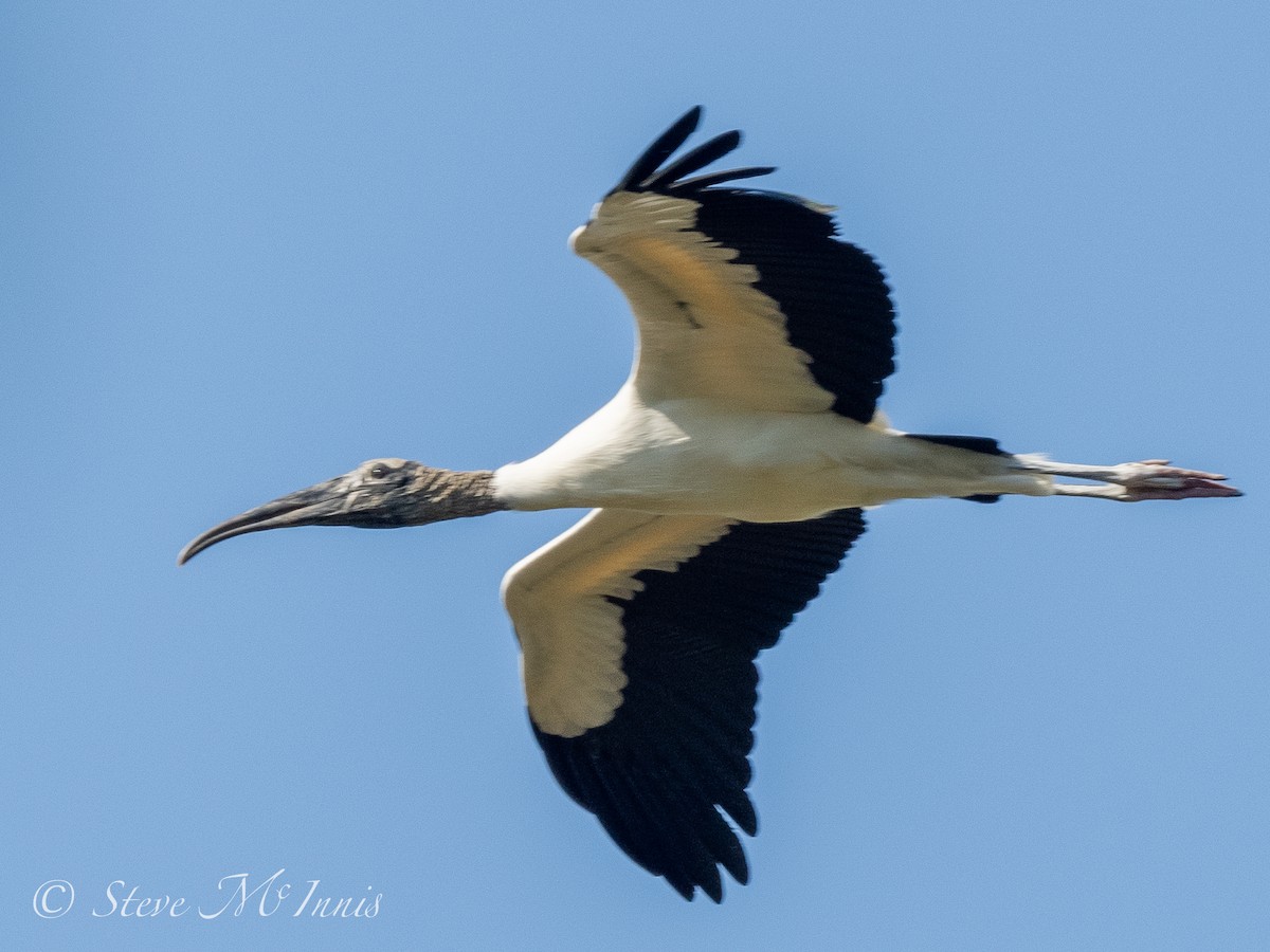 Wood Stork - Steve McInnis