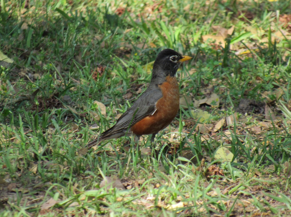 American Robin - ML54771971