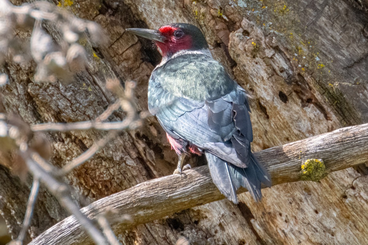 Lewis's Woodpecker - ML547719711