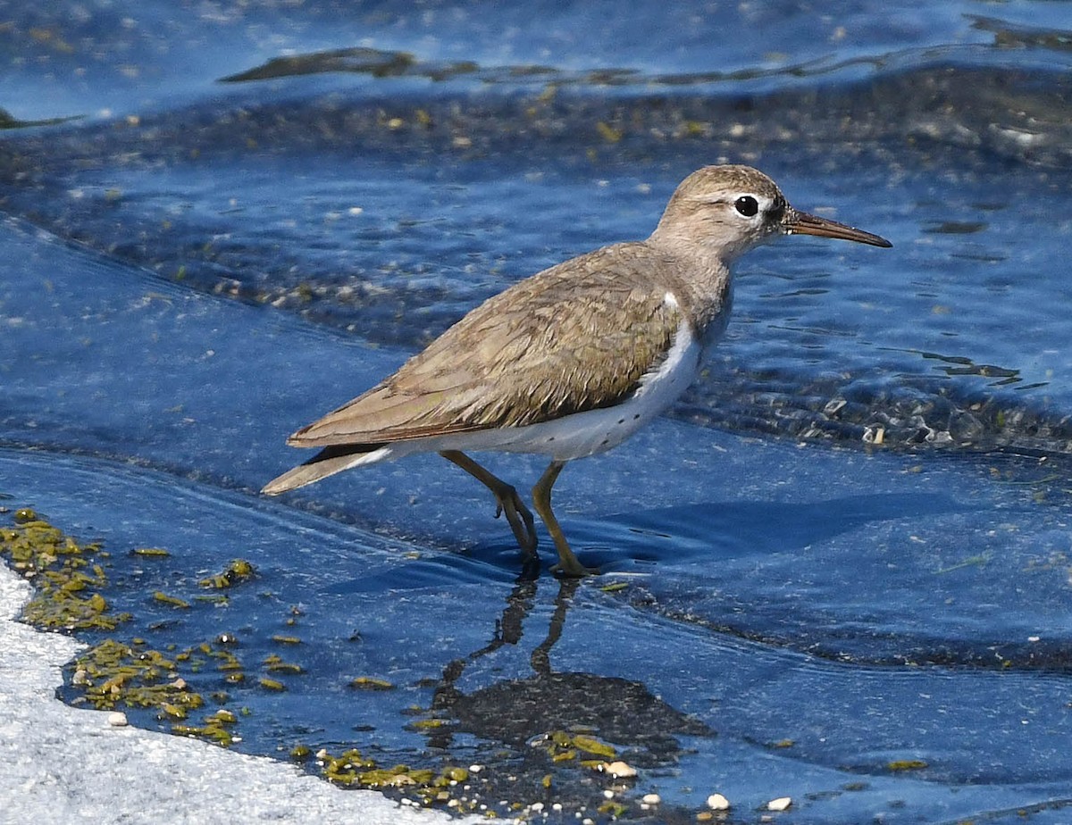 Spotted Sandpiper - ML547720391