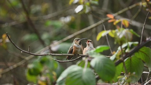 Allen's Hummingbird - ML547720981