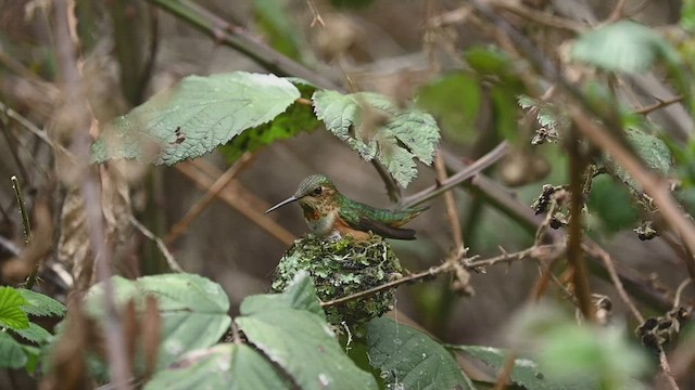 chaparralkolibri - ML547721001