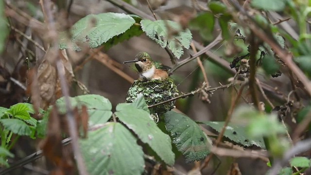 Colibri d'Allen - ML547721061