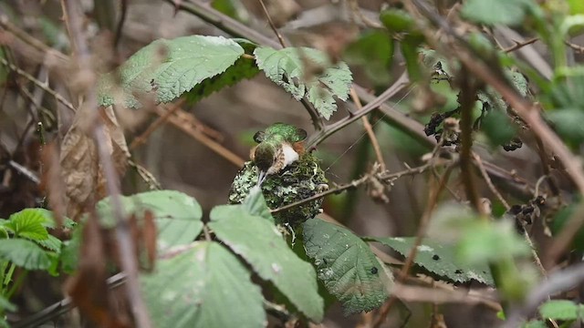 Allen's Hummingbird - ML547721101