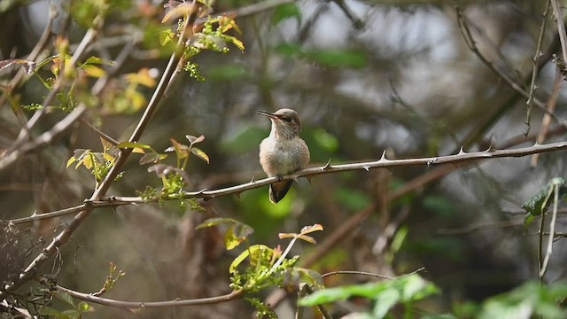 Allen's Hummingbird - ML547721131