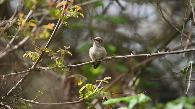 Colibrí de Allen - ML547721131