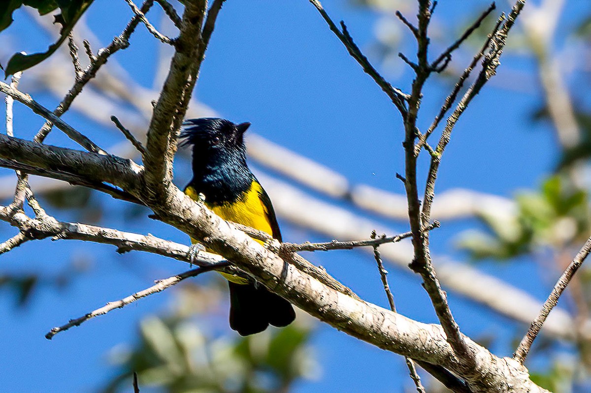 Sultan Tit (Black-crested) - ML547722671