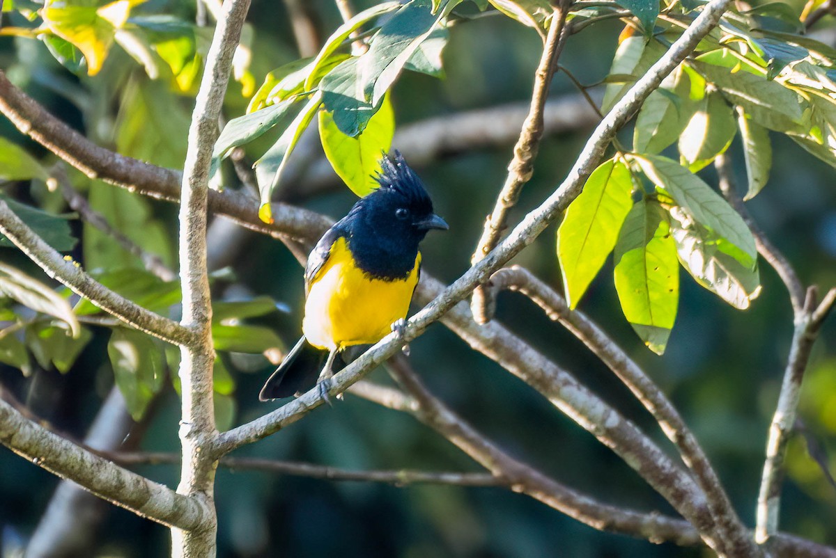 Sultan Tit (Black-crested) - ML547722691