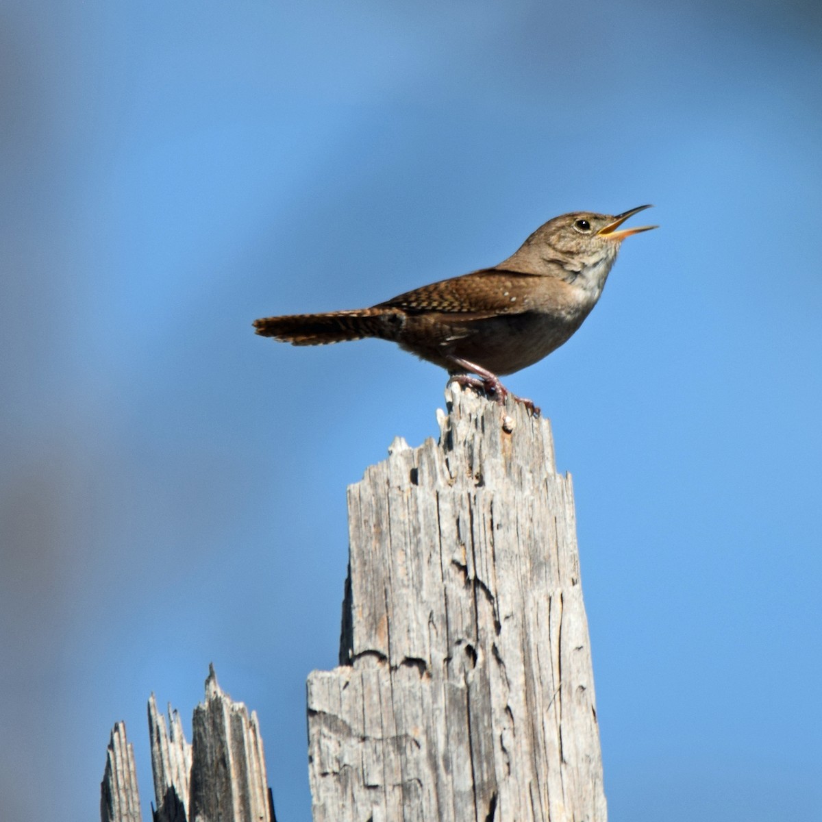 House Wren - ML54772281