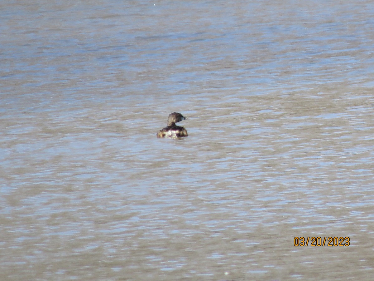 Pied-billed Grebe - ML547723341