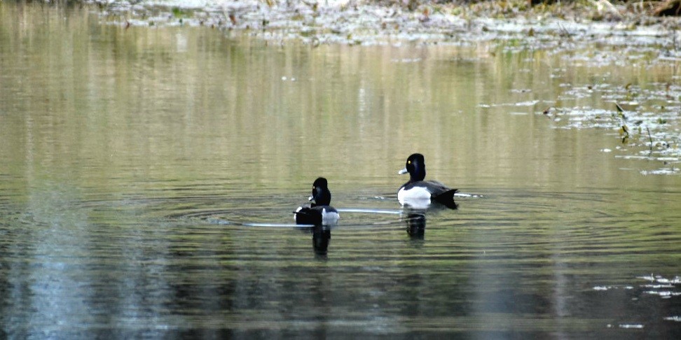 Ring-necked Duck - ML547723541