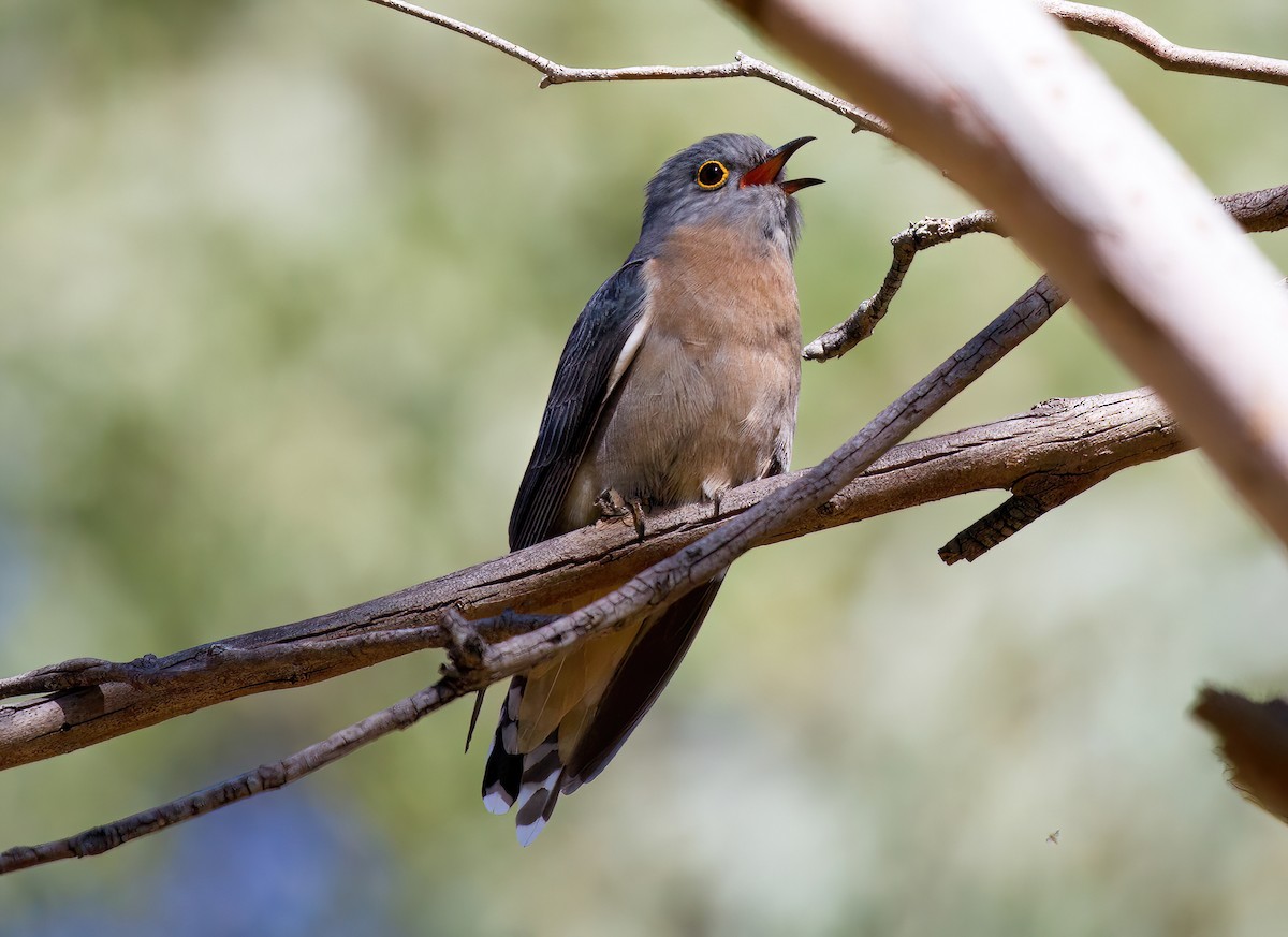 Fan-tailed Cuckoo - Michael Paul