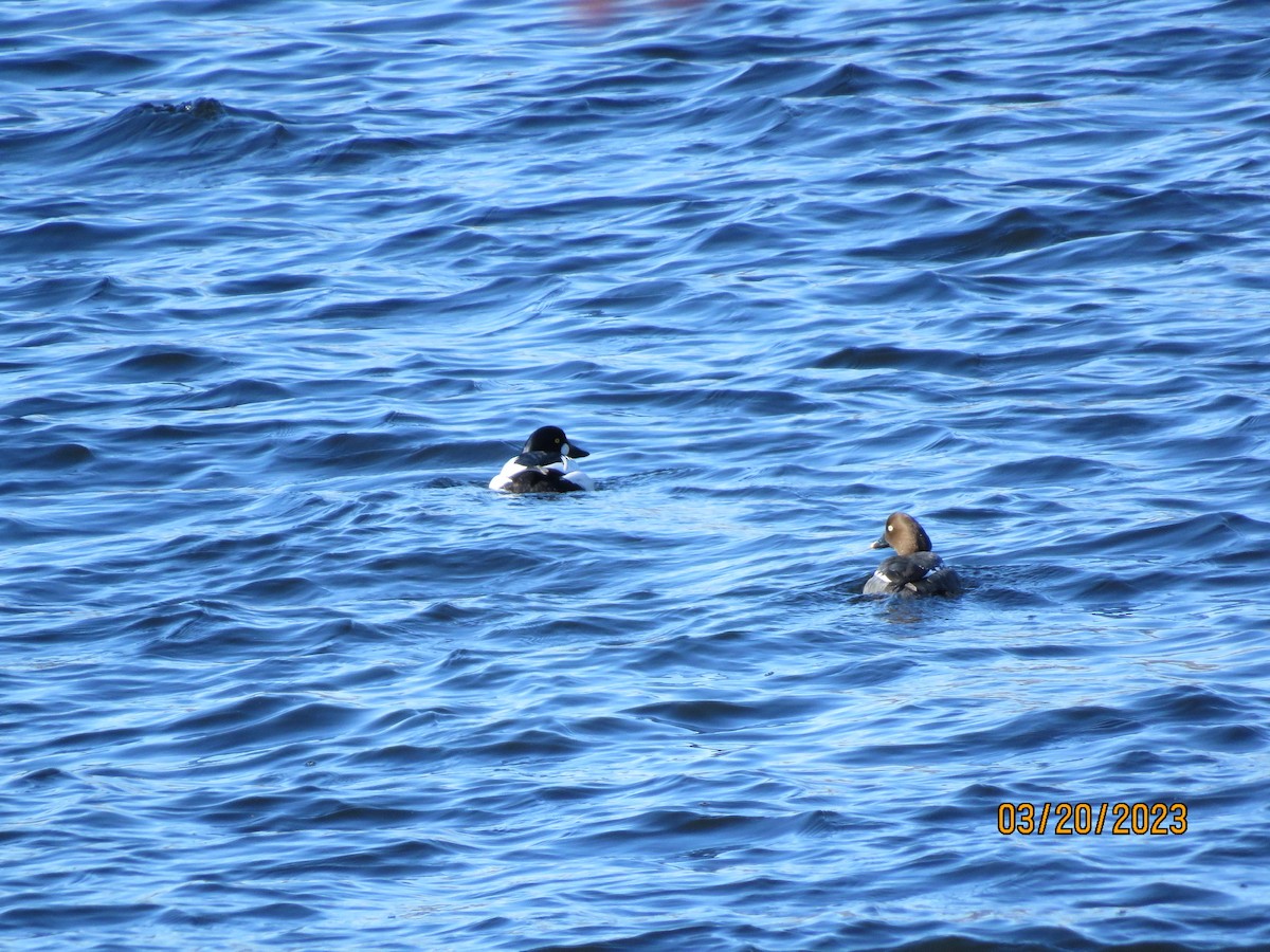 Common Goldeneye - ML547723721