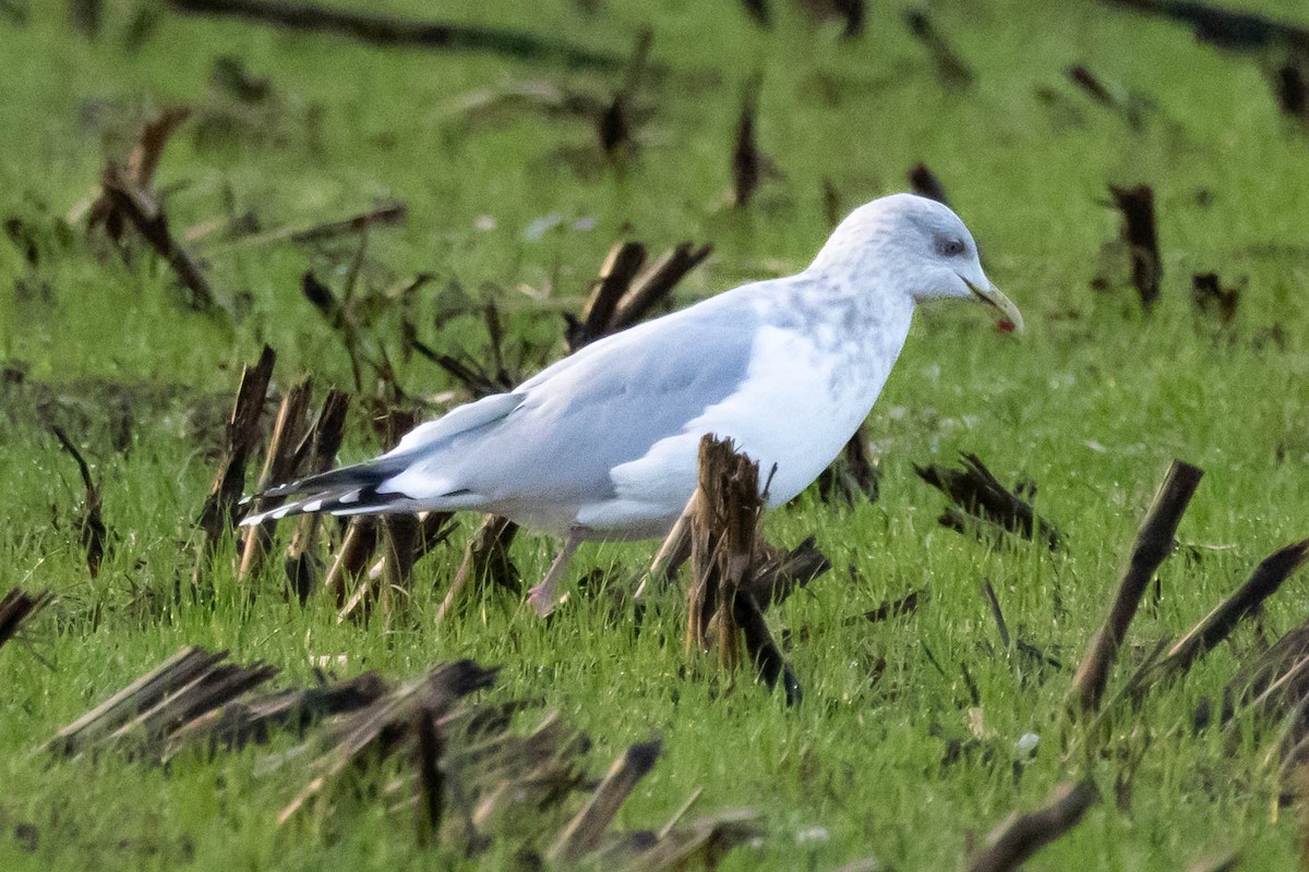 Gaviota Groenlandesa (thayeri) - ML547723991