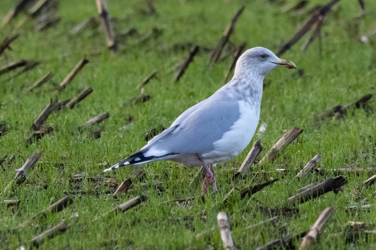 Gaviota Groenlandesa (thayeri) - ML547724341