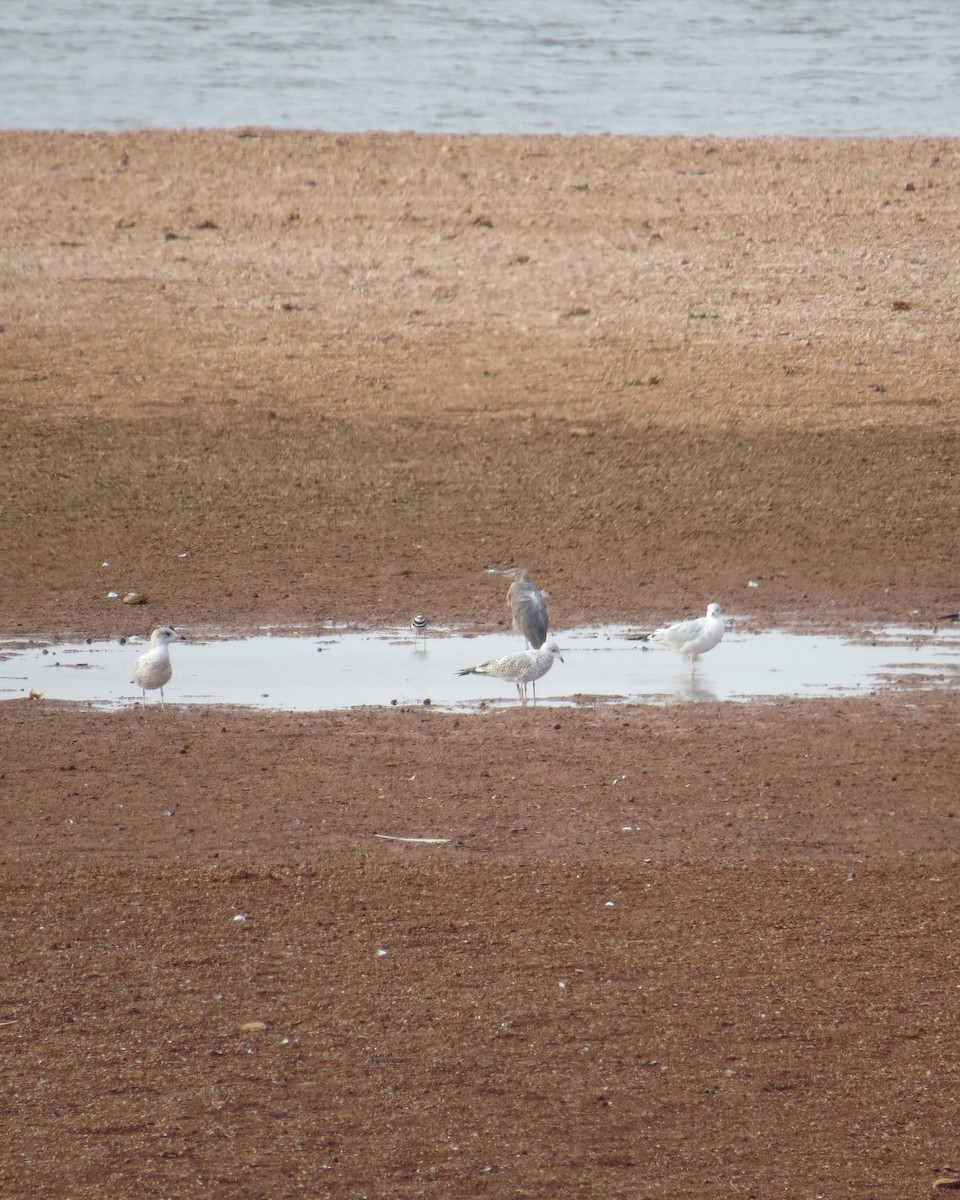 Reddish Egret - ML547724351